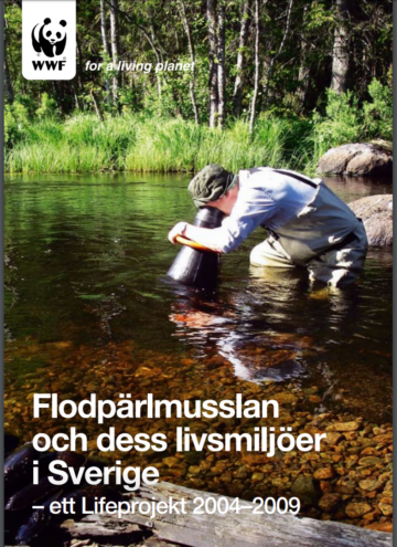 Omslag till en rapport: En person i vadarutrustning står i en vattenbäck och håller en hink under ytan. Text: "Flodpärlmusslan och dess livsmiljöer i Sverige".