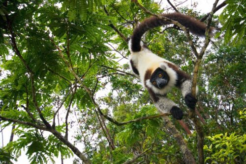 Svartvit lemur hänger i en gren och tittar mot kameran med stora gula ögon.