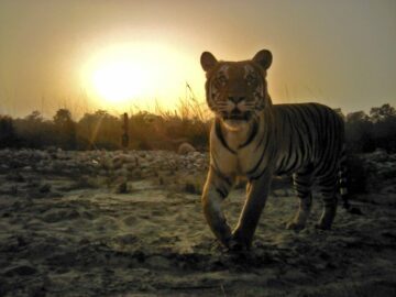 En tiger går mot kameran, tydliga ränder, upplyst av låg sol i Chitwan nationalpark, Nepal.