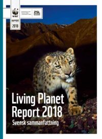Omslagsbild till Living Planet Report 2018: Snöleopard går över stenig mark framför berg. Text i bilden: WWF RAPPORT 2018 RAPPORTEN HAR TAGITS FRAM I SAMARBETE MED: ZSL LET'S WORK FOR WILDLIFE Living Planet Report 2018 Svensk sammanfattning