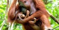 En orangutang håller sin unge nära, båda med mjuk, orange päls, hängande i en grönskande miljö.