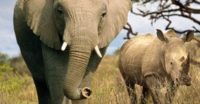 En elefant och en noshörning går tillsammans över en grönskande slätt, med en klar himmel i bakgrunden.