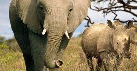 En elefant och en noshörning går tillsammans över en grönskande slätt, med en klar himmel i bakgrunden.