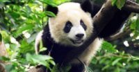 En panda sitter i ett träd.