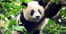 En panda sitter i ett träd.