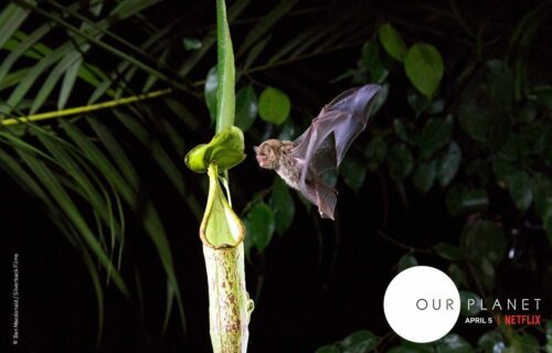 Fladdermus flyger mot en köttätande kannväxt. Text i bilden: "OUR PLANET" ; "APRIL 5 | NETFLIX" ; "Ben Macdonald / Silverback Films"