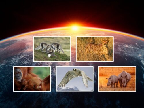 Jordens horisont i soluppgång, bakom fem inramade djurfoton: fjällrävar, gepard, orangutang med unge, flygande fågel, två noshörningar.