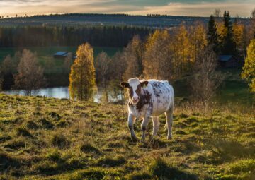 Naturbete. Heifer in an autumn landscape. En ung kviga med vita och bruna fläckar står på en höstäng, med en sjö och gyllene träd i bakgrunden.
