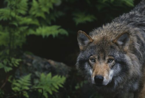 Närbild av vargd (Canis lupus) som tittar mot kameran, synliga öron och intensiva ögon, omgiven av ormbunkar.