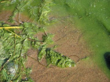 Grön algblomning i strandkanten: slimiga alger och trådar över sand, några växtstjälkar synliga.
