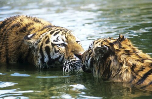 amurtiger-foto-david-1.jpg