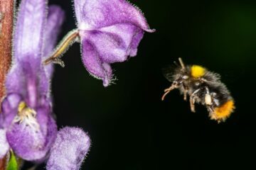 Ängshumla (Bombus pratorum)
