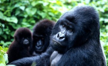 Bergsgorilla