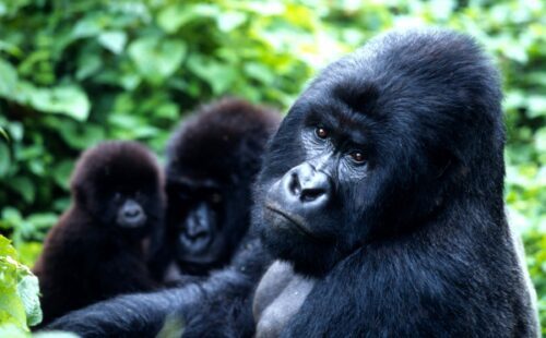Bergsgorilla