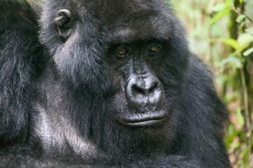 Bergsgorilla
