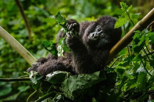 Bergsgorilla