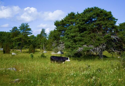 En svartvit ko betar i en blomrik sommaräng vid stora träd i ett soligt skogslandskap.