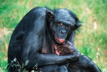 Bonobo