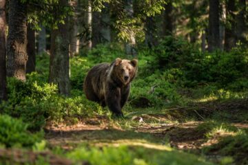Brunbjörn (Ursus arctos)