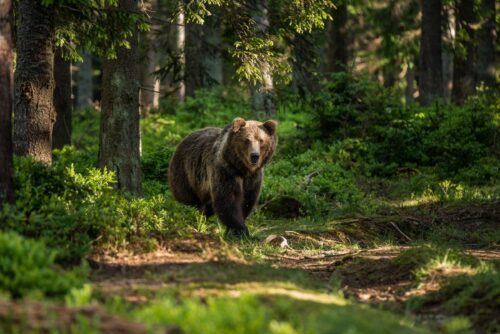 Brunbjörn (Ursus arctos)