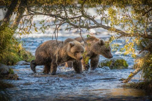 Brunbjörn (Ursus arctos)