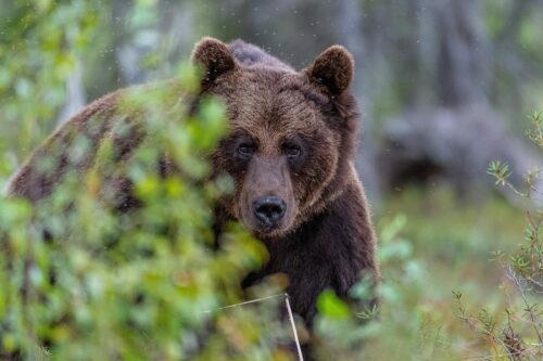 Brunbjörn (Ursus arctos)