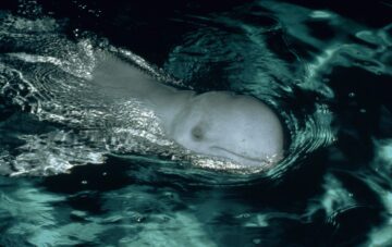 Delfin som simmar med huvudet precis ovanför ytan