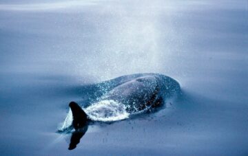 Stjärtfena och rygg på delfin som kommer upp till ytan för att andas