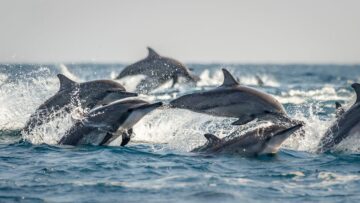 Delfin