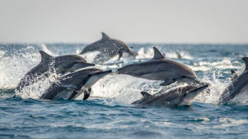 Delfin, Fotograf: Richard Barrett / WWF-UK Delfin