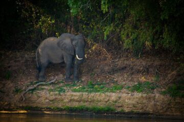 Ensamt vuxen elefant i ett vattenbryn