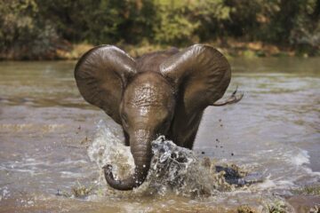 Afrikansk elefant i vatten