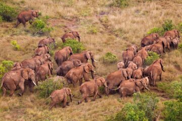 Afrikansk elefant