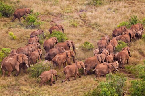 Afrikansk elefant