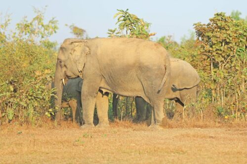 Asiatisk elefant
