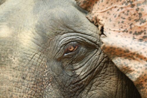 Närbild av elefant