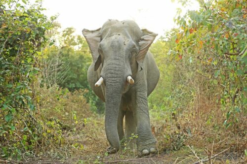 Asiatisk elefant