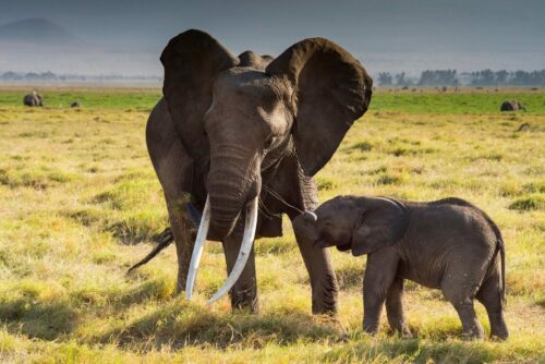 Elefant med unge