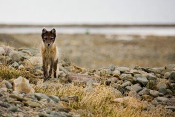 Fjällräv
