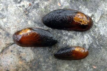 Flodpärlmusslor.Foto-Lennart Henriksson