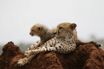 Gepard