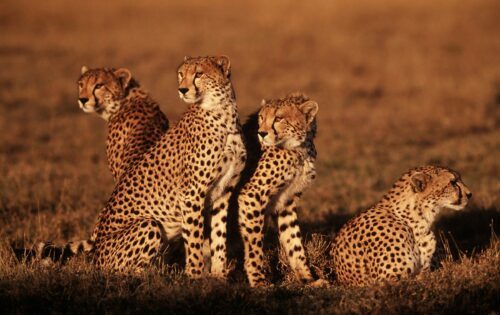 Gepard, Fotograf: Martin Harvey / WWF Gepard