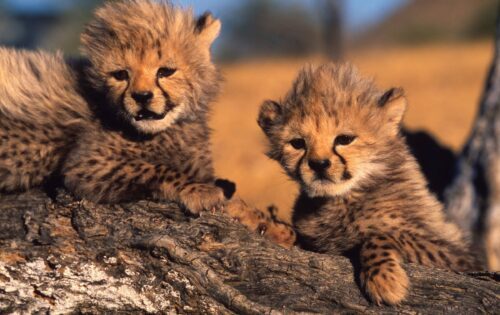 Gepard