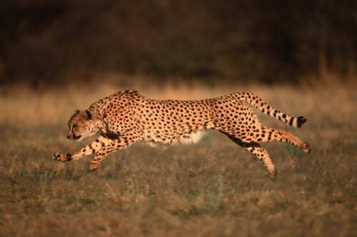 Gepard