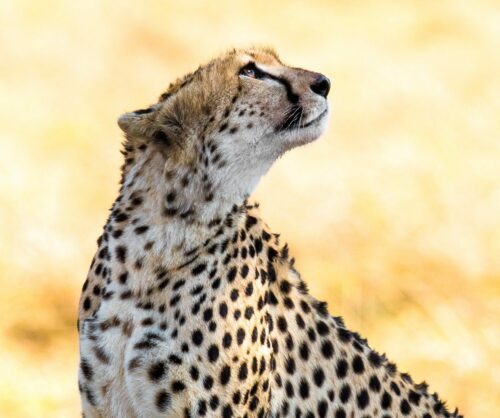 Gepard