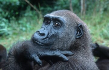 Gorilla