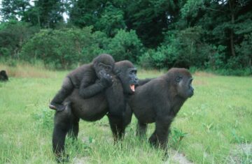 Gorilla