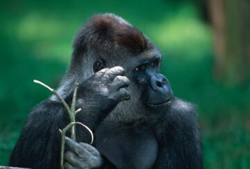 Gorilla