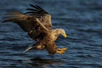 Havsörn (Haliaeetus albicilla)