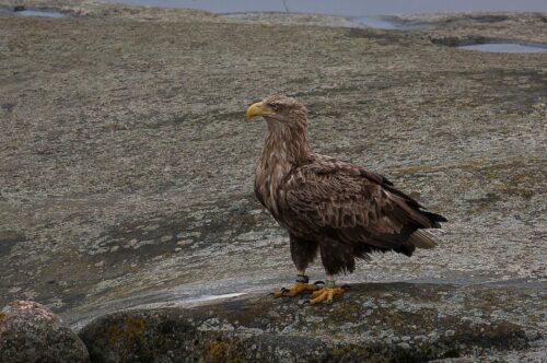 Havsörn (Haliaeetus albicilla)